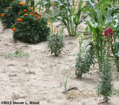 Marigolds and snapdragons