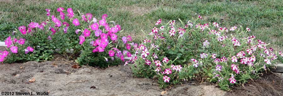 Petunia and Vinca