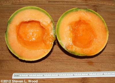Sugar Cube melon