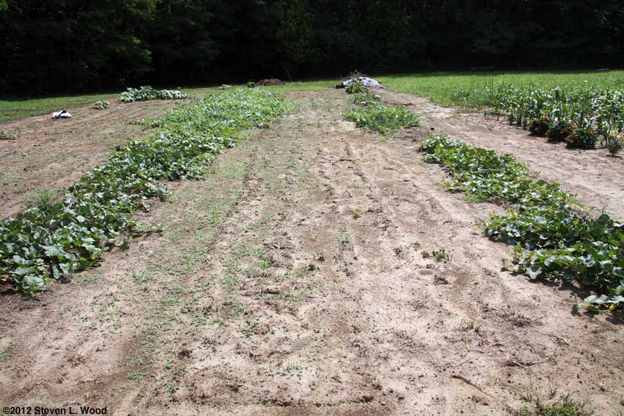 Melon rows
