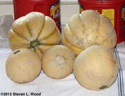 Cantaloupes