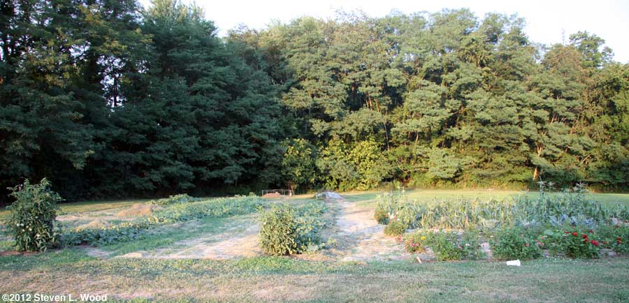 East Garden - melon rows