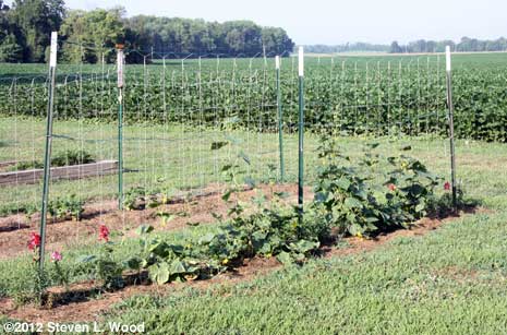 Cukes