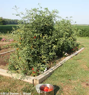 Tomatoville