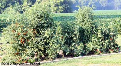 Caged tomatoes