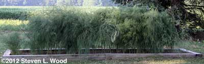 Main asparagus patch