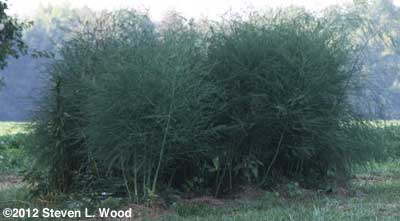 Bonnie's asparagus