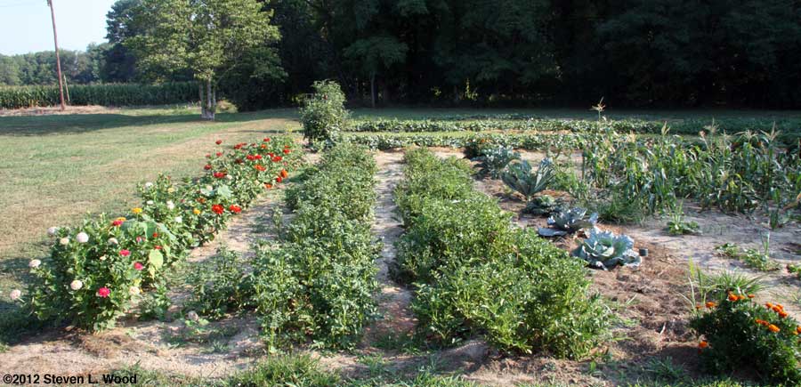 Potato rows