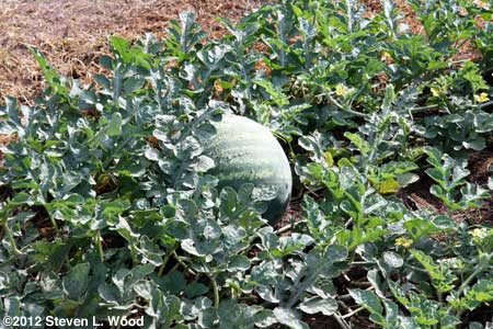 Melon with dew