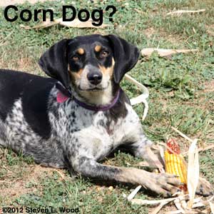 Corn dog