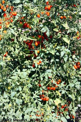 Grape tomatoes