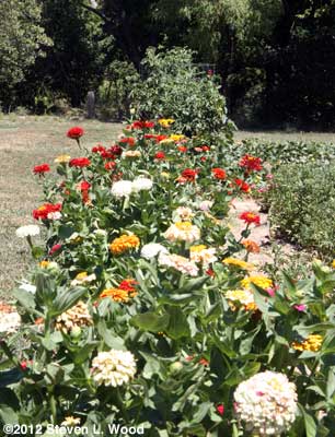 Zinnias
