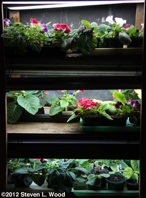 Gloxinias on plant rack