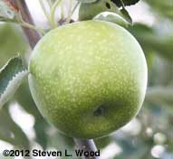 Granny Smith apple