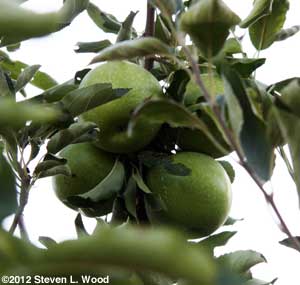 Cluster of Granny Smiths