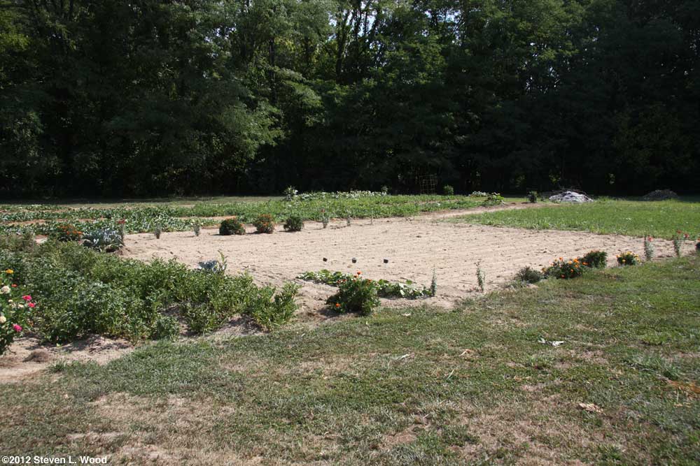 Buckwheat tilled in