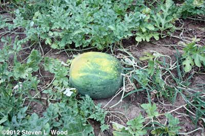 Moon & Stars melon