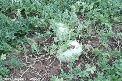 Ali Baba melons