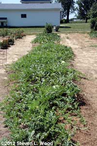 First row melons planted