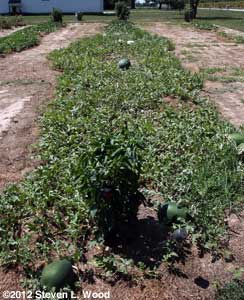 Second row melons planted