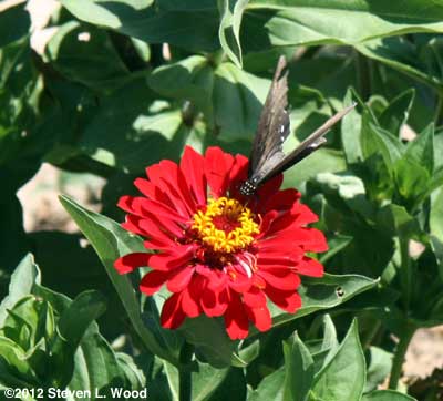 Butterfly on zinnia