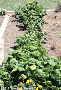 Green bean row