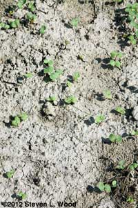 Buckwheat germinating