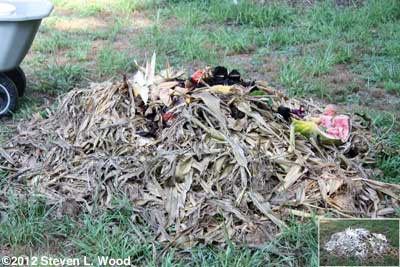 Compost pile