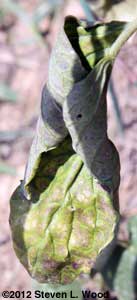 Diseased tomato leaf