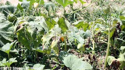 Defoliated pumpkin leaves