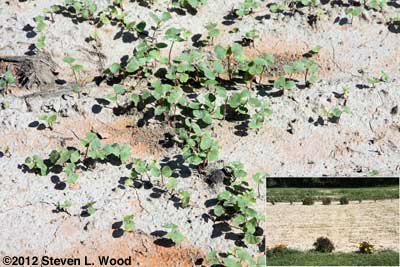 Buckwheat