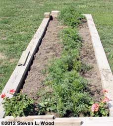 Carrot row