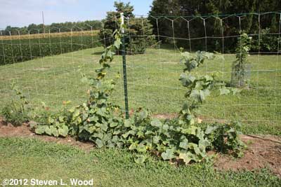 Cucumber vines and snapdragons