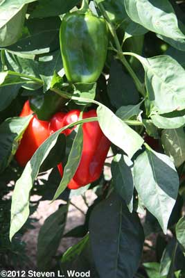 Red peppers