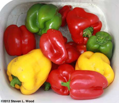 Bucket of peppers