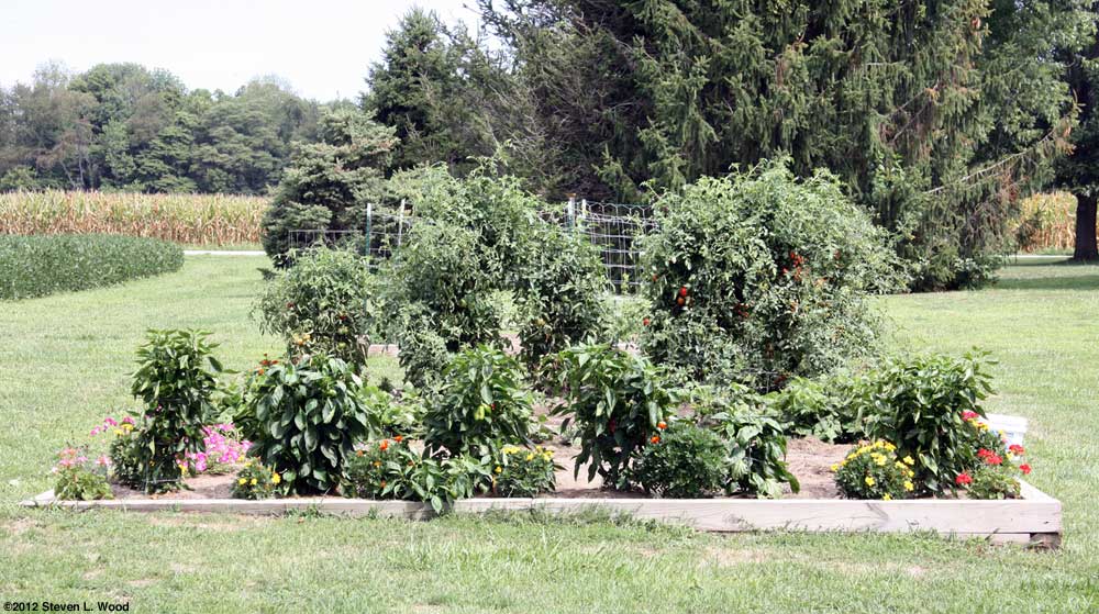 Peppers in main garden
