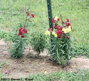 Snapdragons