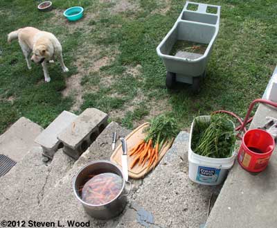 Washing carrots