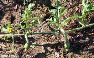 Watermelons setting on