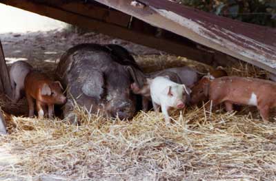 Leslie with piglets in outdoor shelter