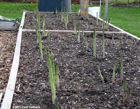 Tall spears