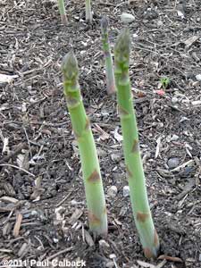 Asparagus Spears