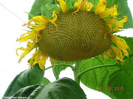 sunflower closeup