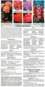 Stokes' geranium page