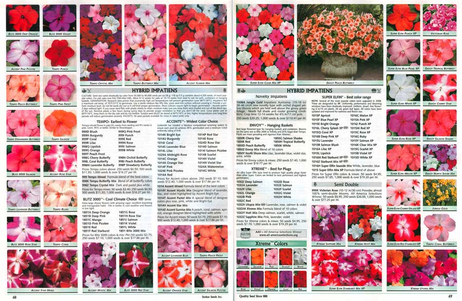 Stokes impatiens