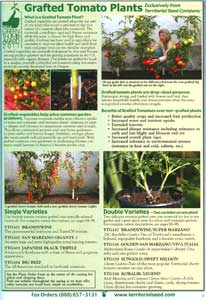 Territorial's grafted tomato plants