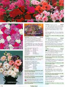 Twilley - impatiens 