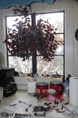 Taking cuttings from wandering jew plant