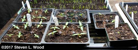 Vinca, hosta, and gloxinia