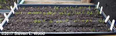 Tray of Red Creole, Trompeana Tonda, Southport White Globe, and a few Yellow of Parma onion starts